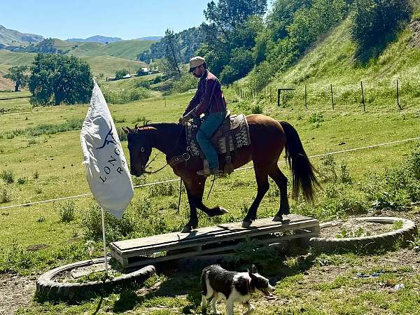 ranch-work-friesian-horse
