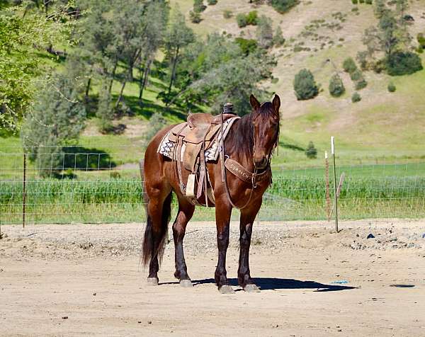 ridden-western-friesian-horse