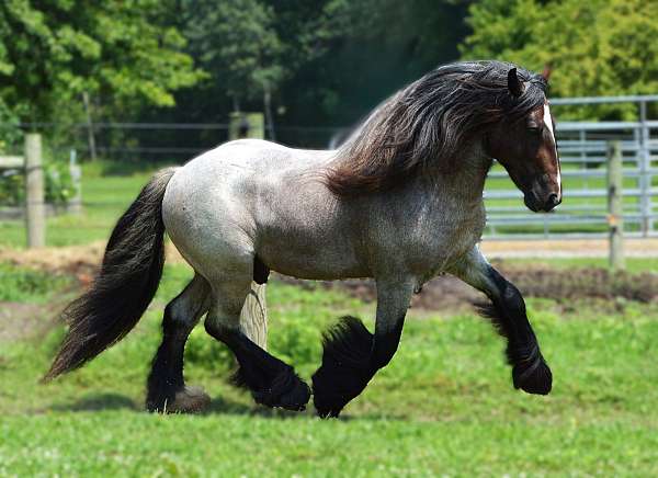 three-black-stockings-horse