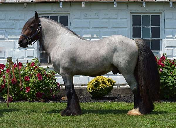 one-white-low-sock-horse