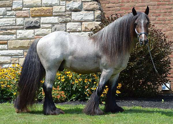 bay-roan-three-black-stockings-horse