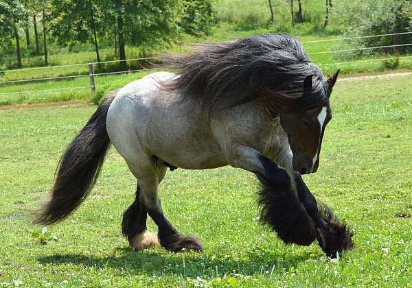bay-roan-one-white-low-sock-horse