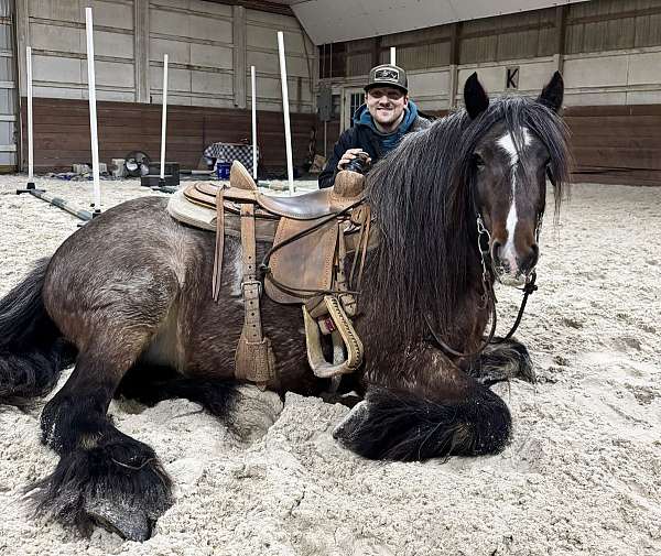 ability-gypsy-vanner-horse