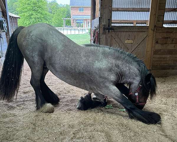 athletic-ability-gypsy-vanner-horse