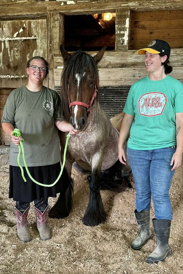 black-feather-gypsy-vanner-horse
