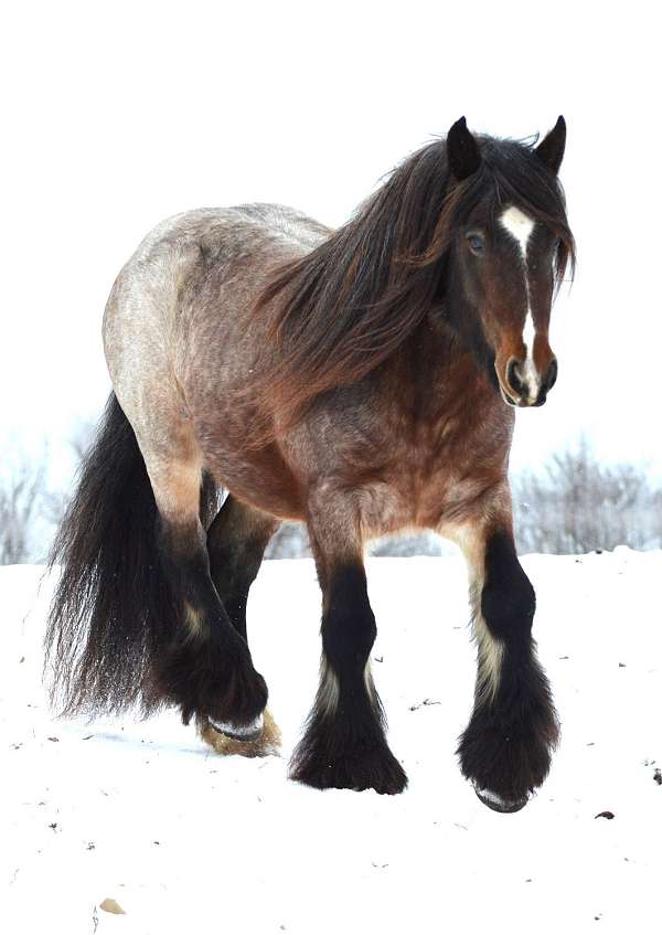 chestnut-oak-farm-gypsy-vanner-horse