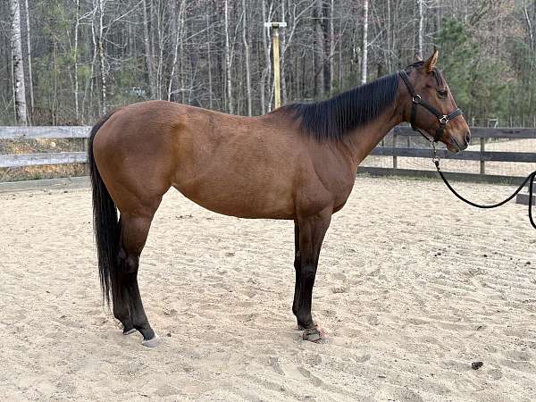 all-around-thoroughbred-horse