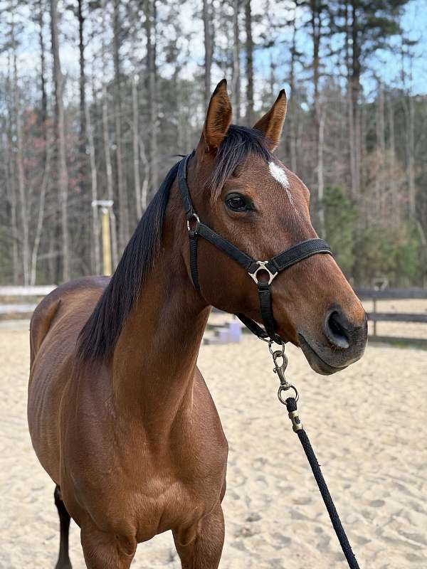 no-alley-issues-thoroughbred-horse