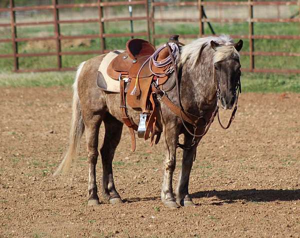 grulla-performance-pony