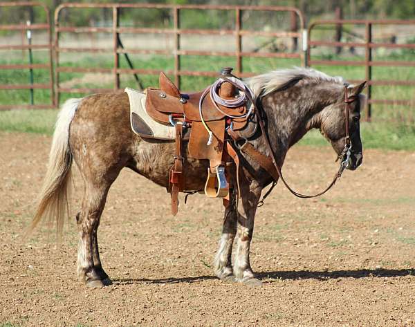 grulla-roping-pony