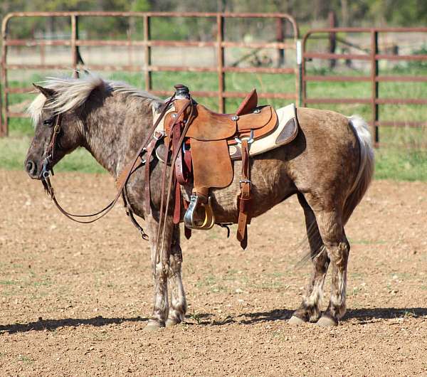grulla-western-riding-pony