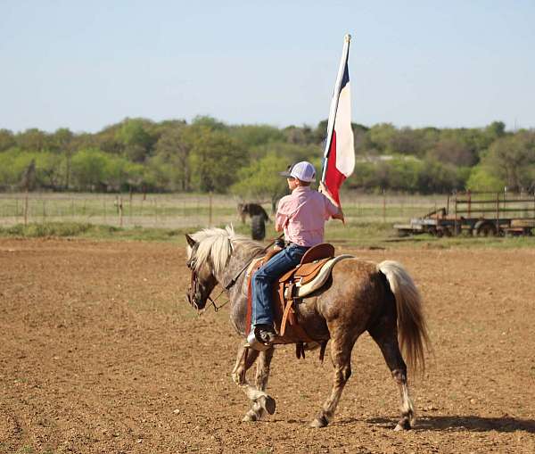 grulla-working-pony