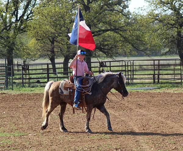 12-hand-grulla-pony