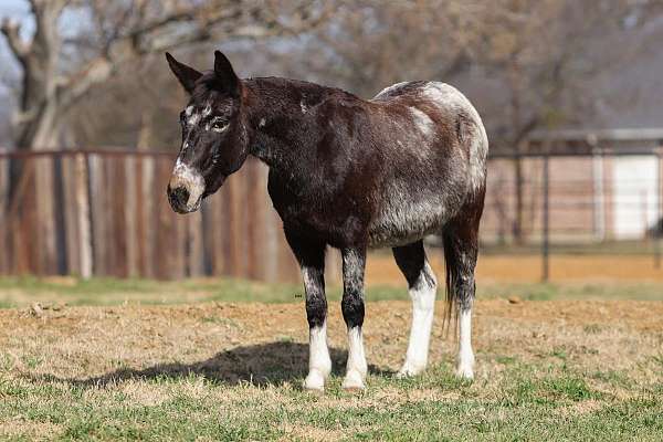 silb-calf-roping-horse