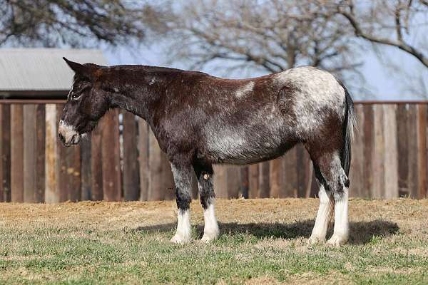 silb-flashy-horse