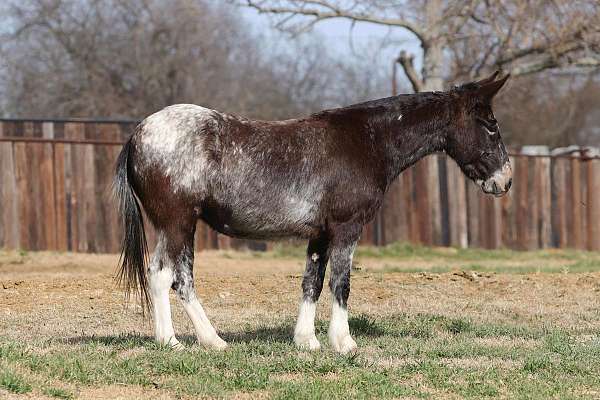 silb-ranch-versatility-horse