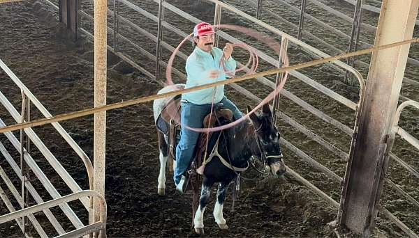silb-ranch-work-horse