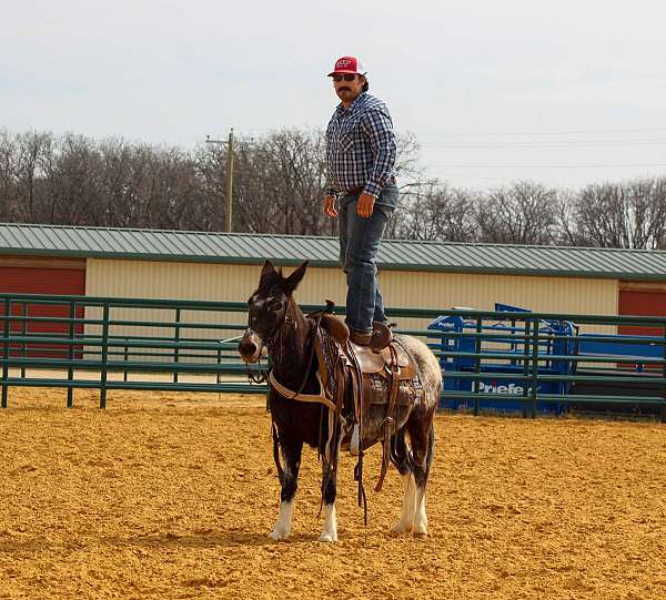 12-hand-silb-horse