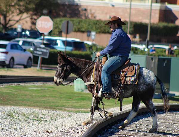 silb-roping-horse