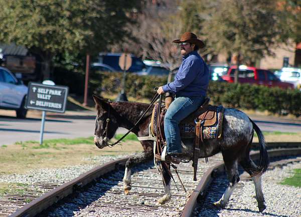 all-around-mule