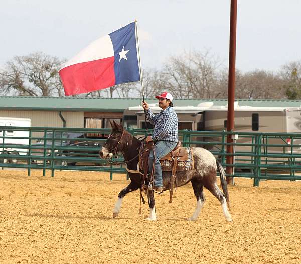 calf-roping-mule