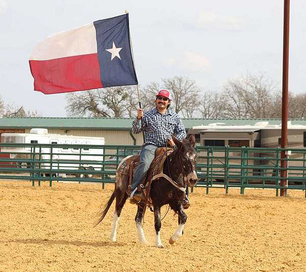 flashy-mule