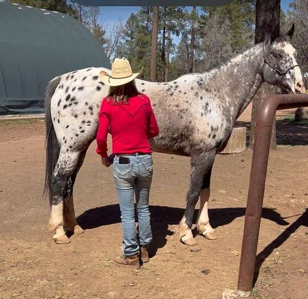black-spots-horse