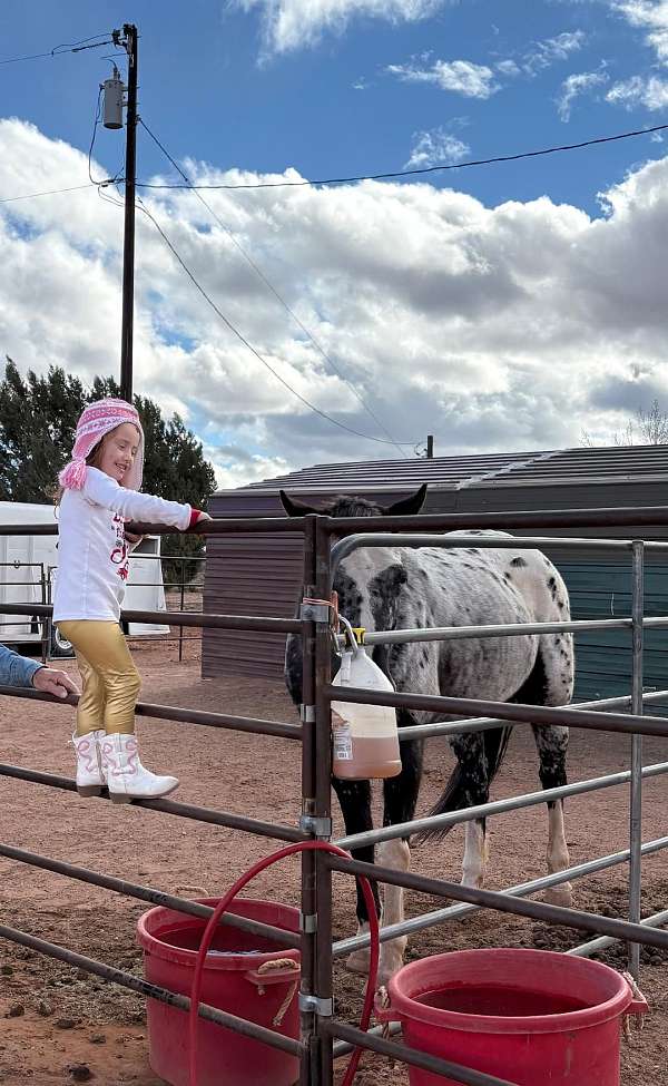athletic-appaloosa-horse