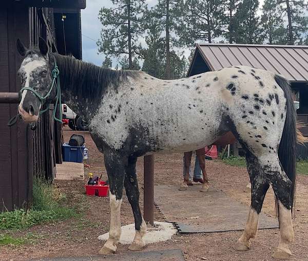 blue-eyed-appaloosa-horse
