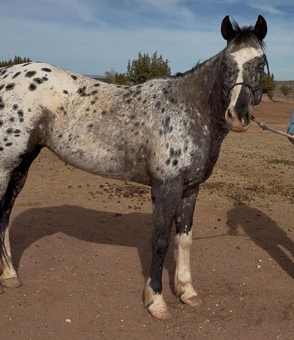 experienced-appaloosa-horse