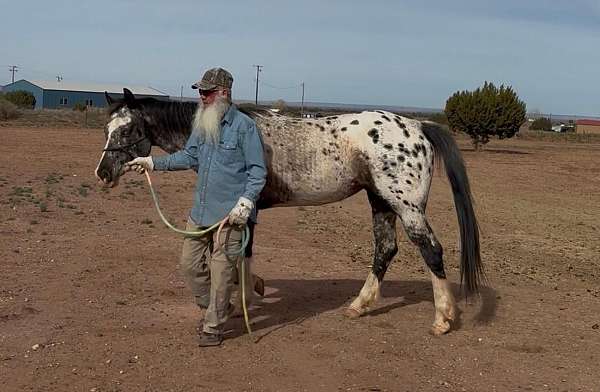 pole-appaloosa-horse