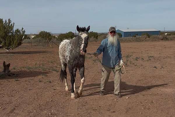 ridden-western-appaloosa-horse