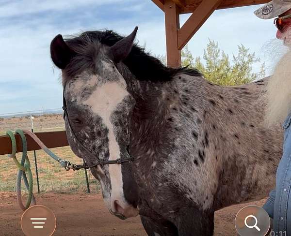 trail-riding-appaloosa-horse