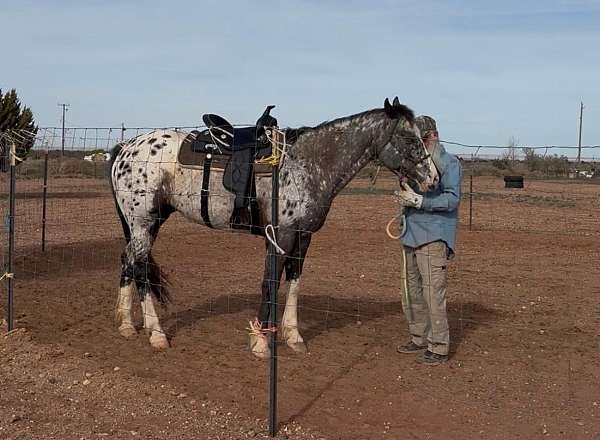 western-pleasure-appaloosa-horse