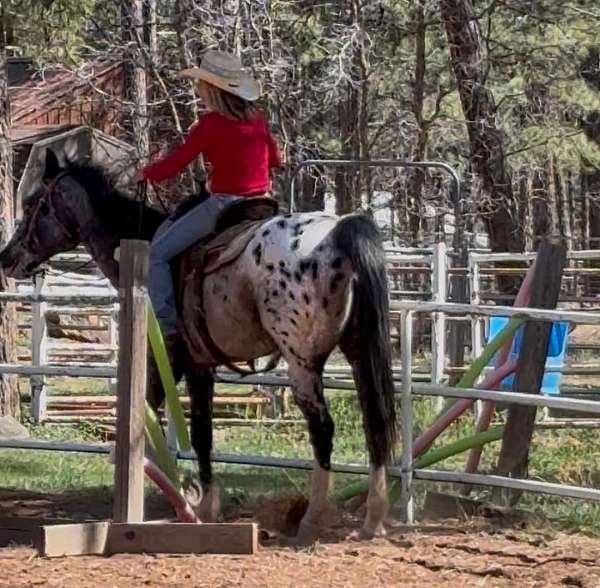 white-appaloosa-mare