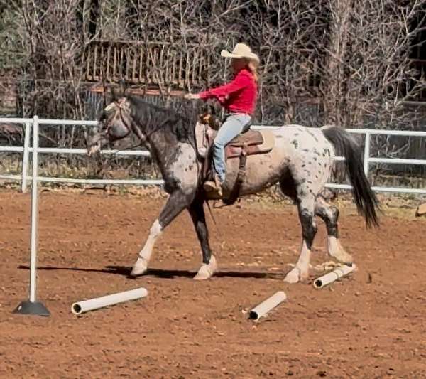 white-athletic-horse