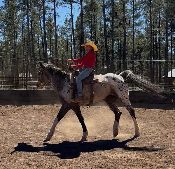 white-experienced-horse