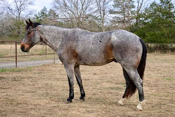 all-around-quarter-horse