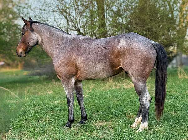 athletic-quarter-horse