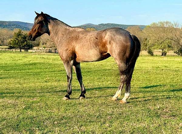 barrel-quarter-horse