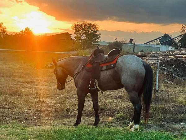 barrel-racing-quarter-horse