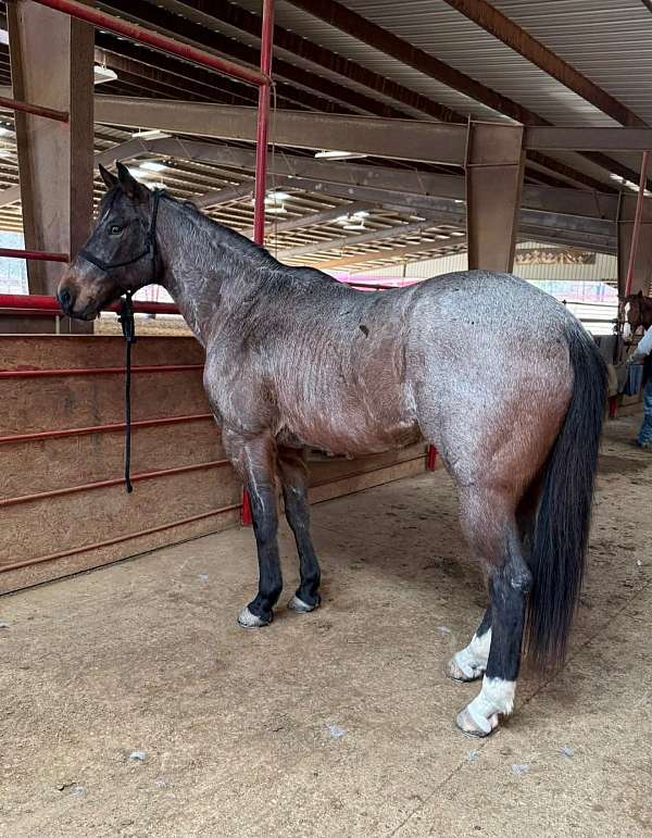calf-roping-quarter-horse