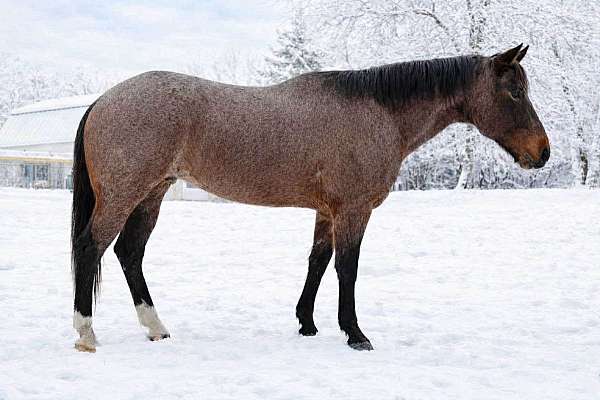 flashy-quarter-horse