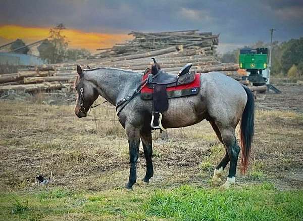 performance-quarter-horse