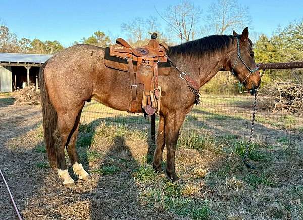 ranch-quarter-horse