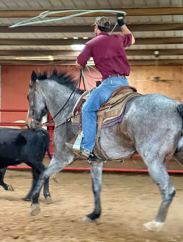 ranch-versatility-quarter-horse