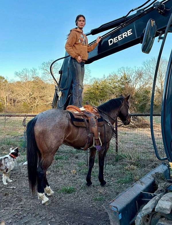 ranch-work-quarter-horse