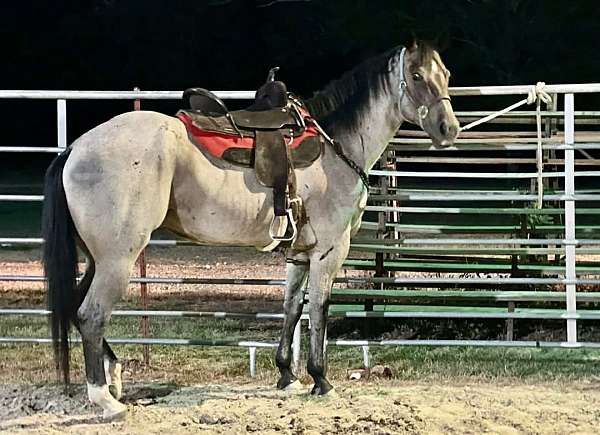 trail-riding-quarter-horse