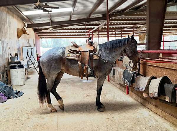 western-riding-quarter-horse