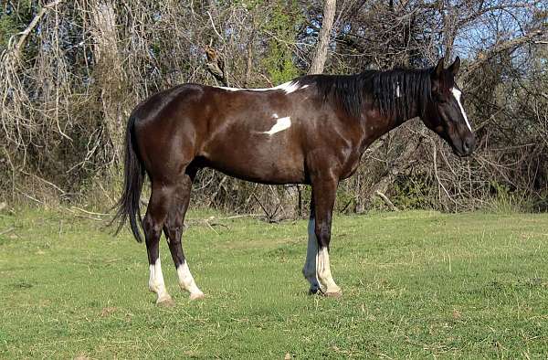 all-around-paint-horse